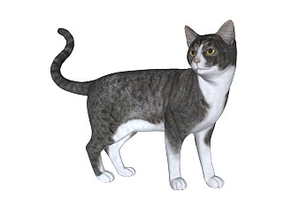 精品动物模型-猫 (5)